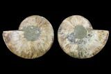 Agatized Ammonite Fossil - Beautiful Preservation #130006-1